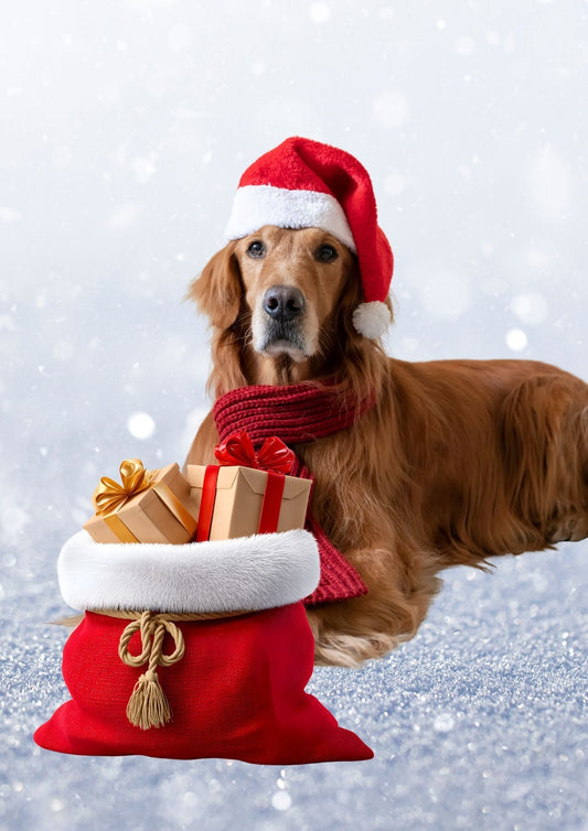 Dogs at Christmas: Keeping Tails Wagging This Festive Season