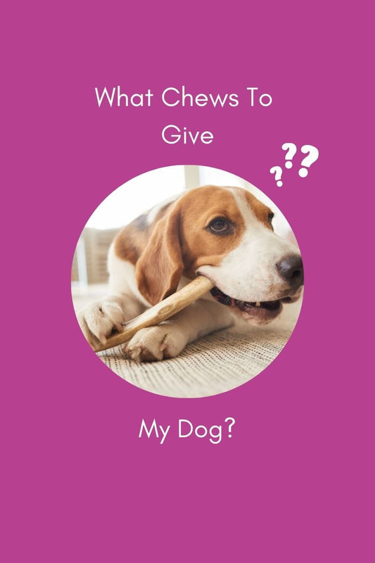 What chews to give my dog?