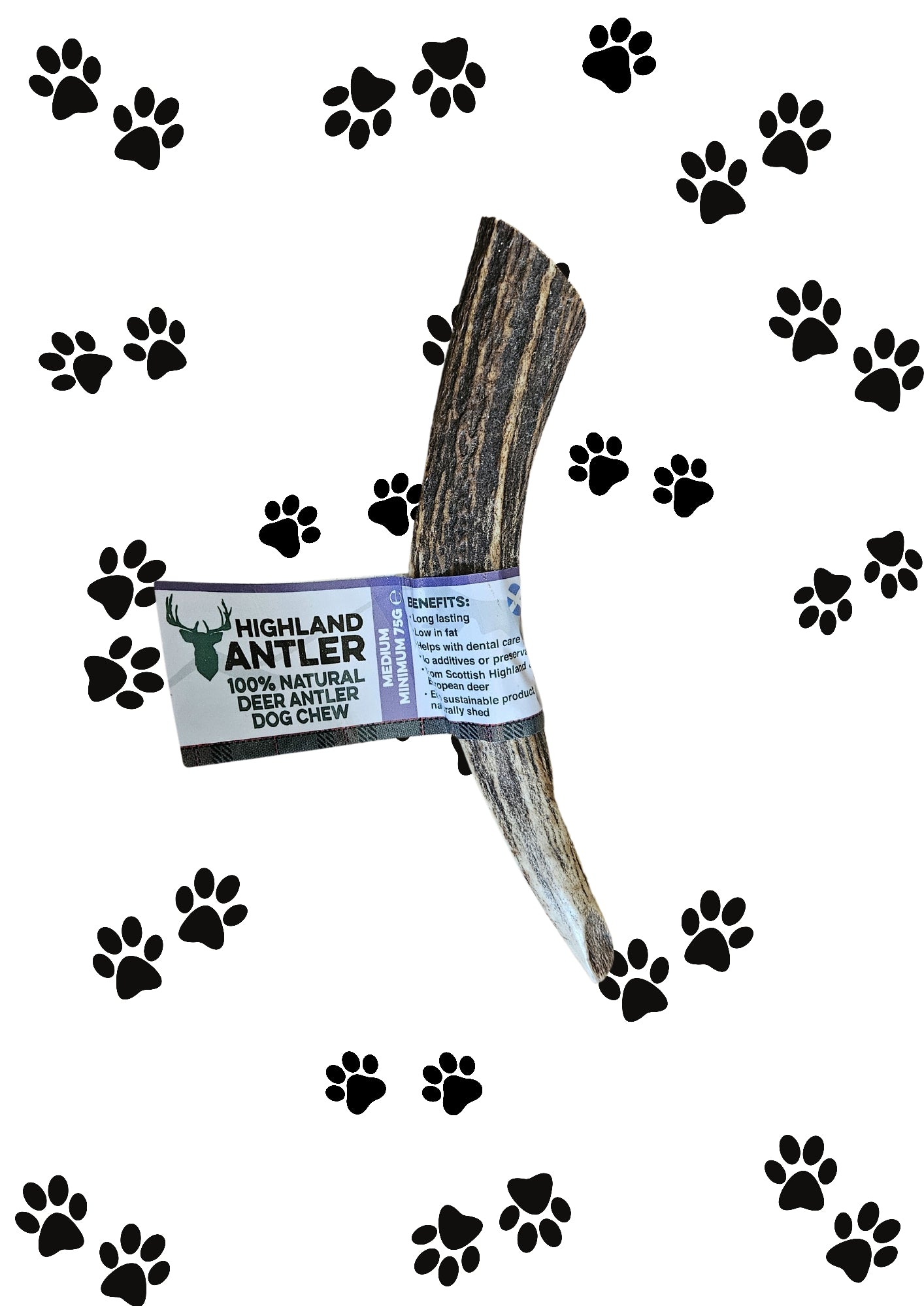 Antler - Medium